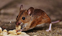 24 Hour & Emergency Exterminators in Vermont, IL